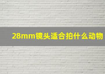 28mm镜头适合拍什么动物