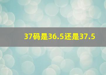 37码是36.5还是37.5