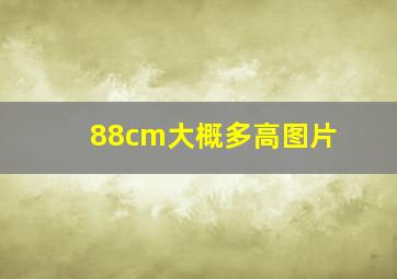 88cm大概多高图片