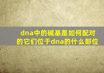 dna中的碱基是如何配对的它们位于dna的什么部位