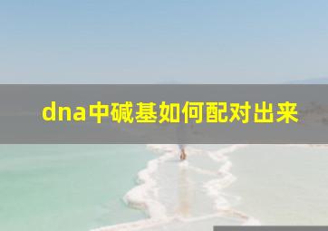 dna中碱基如何配对出来