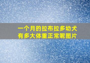 一个月的拉布拉多幼犬有多大体重正常呢图片