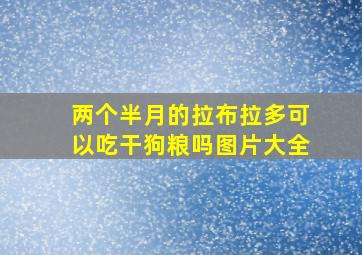 两个半月的拉布拉多可以吃干狗粮吗图片大全