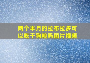 两个半月的拉布拉多可以吃干狗粮吗图片视频