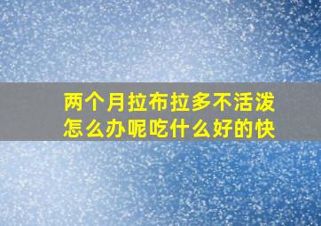 两个月拉布拉多不活泼怎么办呢吃什么好的快