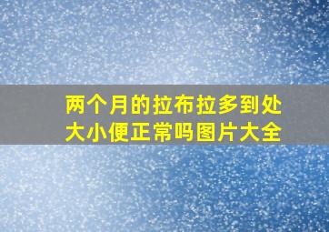 两个月的拉布拉多到处大小便正常吗图片大全