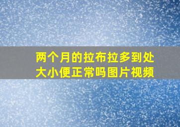 两个月的拉布拉多到处大小便正常吗图片视频