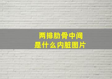 两排肋骨中间是什么内脏图片