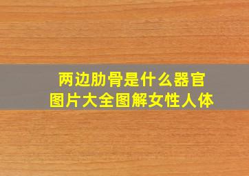 两边肋骨是什么器官图片大全图解女性人体