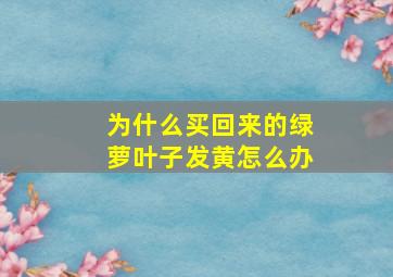 为什么买回来的绿萝叶子发黄怎么办