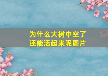 为什么大树中空了还能活起来呢图片