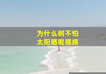 为什么树不怕太阳晒呢视频