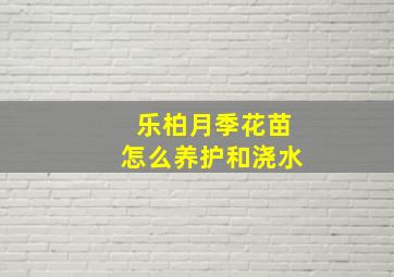 乐柏月季花苗怎么养护和浇水