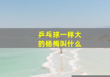 乒乓球一样大的杨梅叫什么