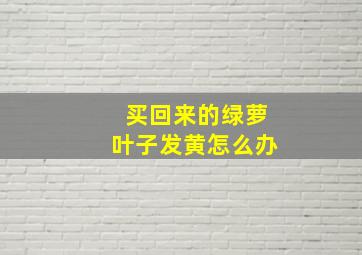 买回来的绿萝叶子发黄怎么办