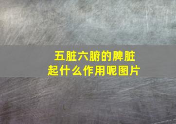 五脏六腑的脾脏起什么作用呢图片