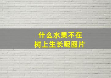 什么水果不在树上生长呢图片