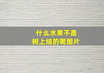 什么水果不是树上结的呢图片