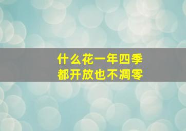 什么花一年四季都开放也不凋零