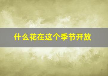 什么花在这个季节开放