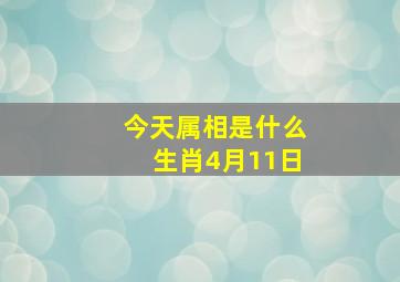 今天属相是什么生肖4月11日