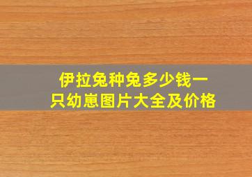 伊拉兔种兔多少钱一只幼崽图片大全及价格