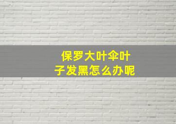 保罗大叶伞叶子发黑怎么办呢