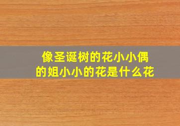 像圣诞树的花小小偶的姐小小的花是什么花