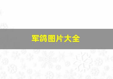 军鸽图片大全