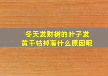 冬天发财树的叶子发黄干枯掉落什么原因呢