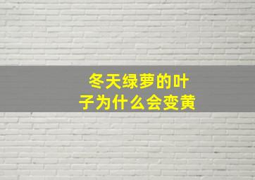 冬天绿萝的叶子为什么会变黄