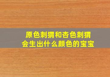 原色刺猬和杏色刺猬会生出什么颜色的宝宝