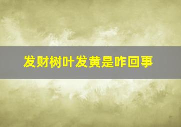 发财树叶发黄是咋回事