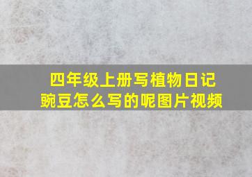 四年级上册写植物日记豌豆怎么写的呢图片视频