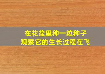 在花盆里种一粒种子观察它的生长过程在飞