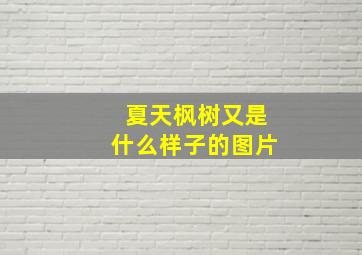 夏天枫树又是什么样子的图片