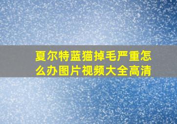 夏尔特蓝猫掉毛严重怎么办图片视频大全高清