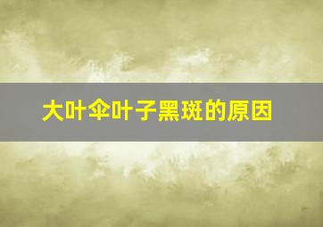 大叶伞叶子黑斑的原因