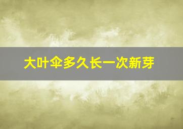 大叶伞多久长一次新芽