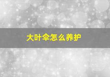 大叶伞怎么养护