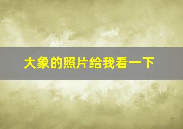 大象的照片给我看一下