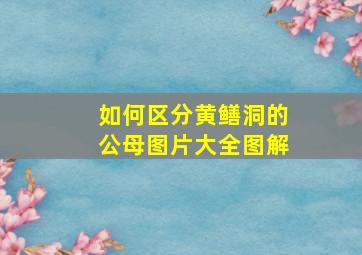 如何区分黄鳝洞的公母图片大全图解