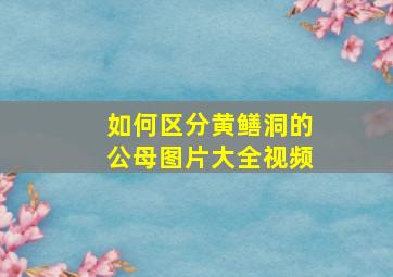 如何区分黄鳝洞的公母图片大全视频