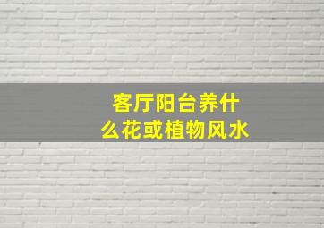 客厅阳台养什么花或植物风水