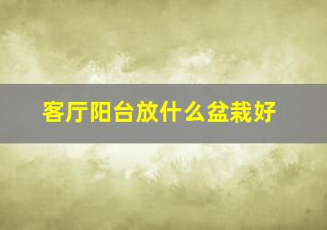 客厅阳台放什么盆栽好