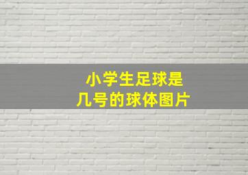 小学生足球是几号的球体图片