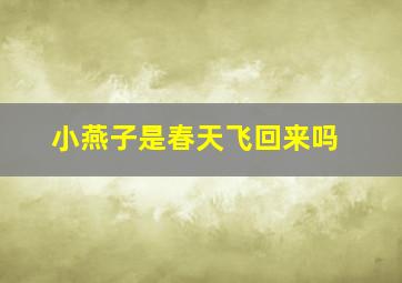 小燕子是春天飞回来吗