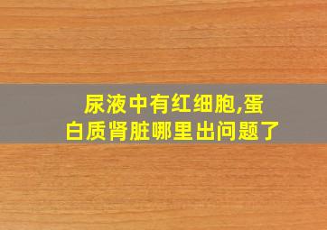 尿液中有红细胞,蛋白质肾脏哪里出问题了