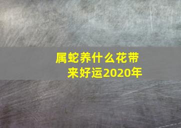 属蛇养什么花带来好运2020年