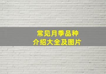 常见月季品种介绍大全及图片